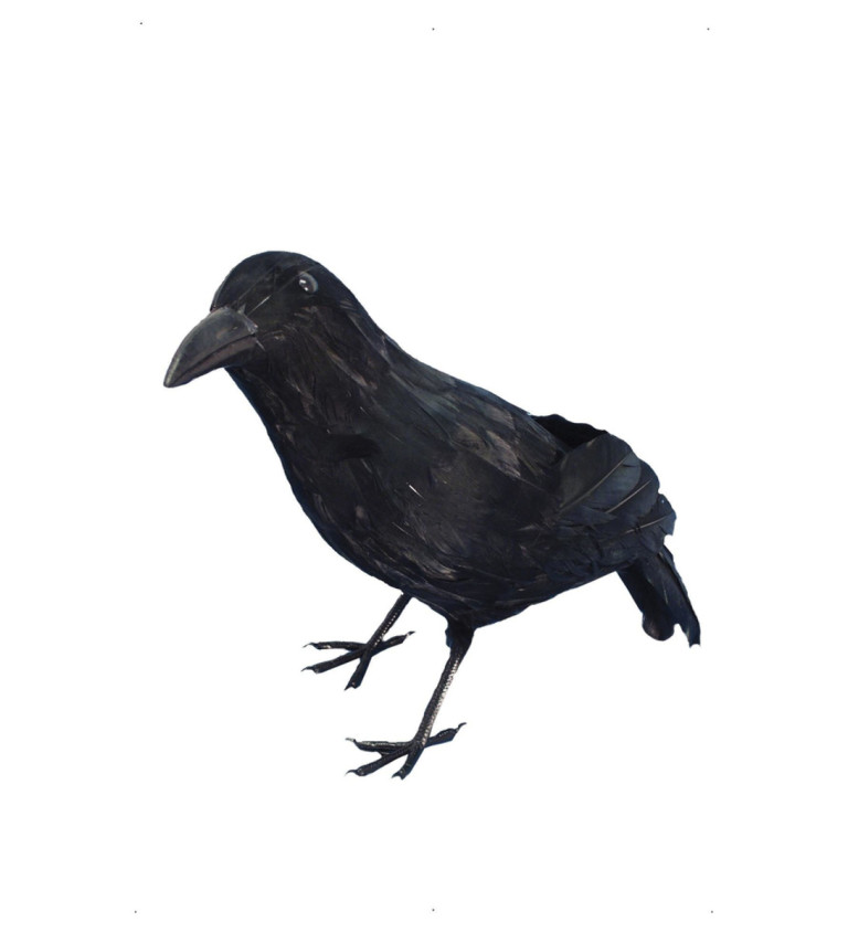 Černá vrána